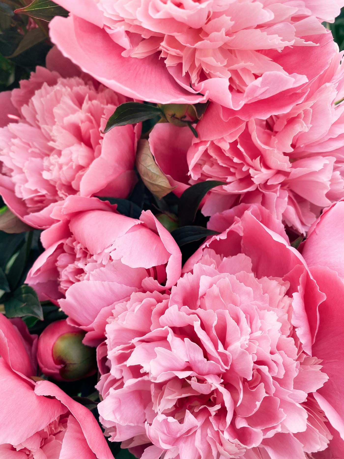 Flores cor-de-rosa
